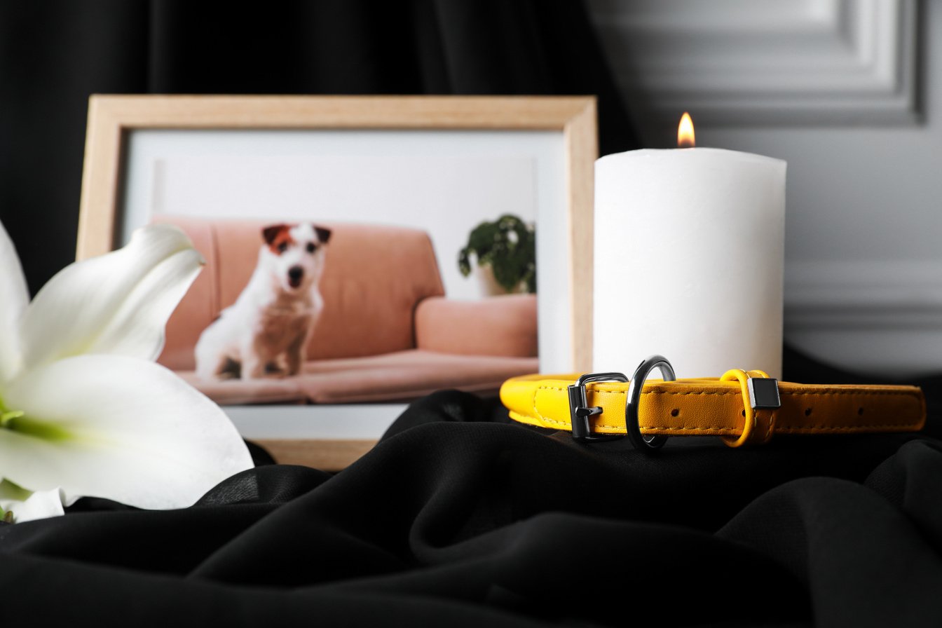 Pet Funeral. Frame with Picture of Dog, Collar, Burning Candle a