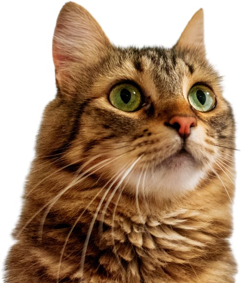 Cute Cat on transparent background