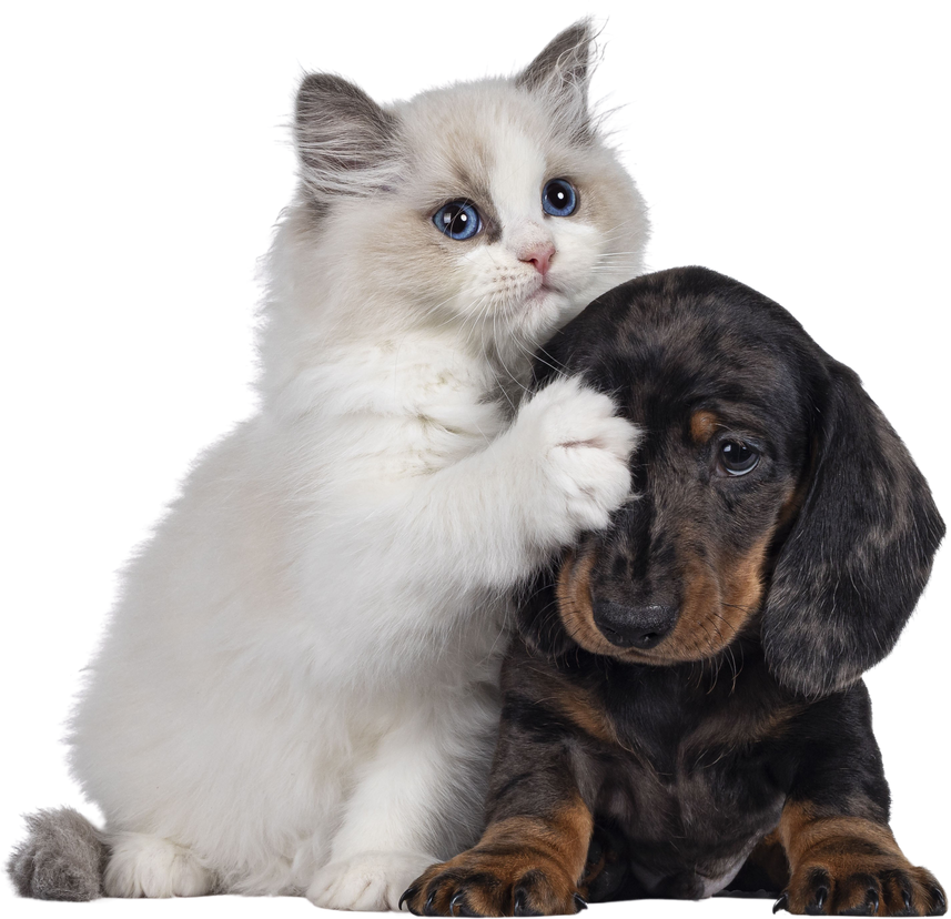 Ragdoll kitten and Dachshund pup on transparent